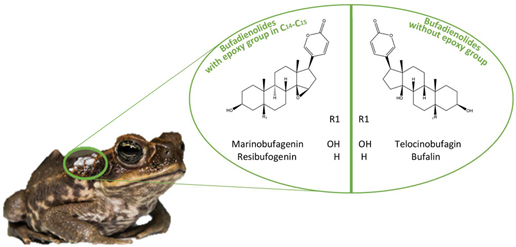 Bufadienolide -toxins-and -derivatives-in-the -parotid-glands-of -toads